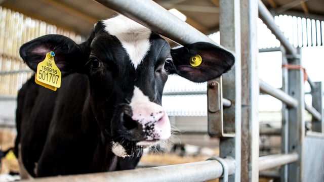 Learn the essentials of calf rearing in one day