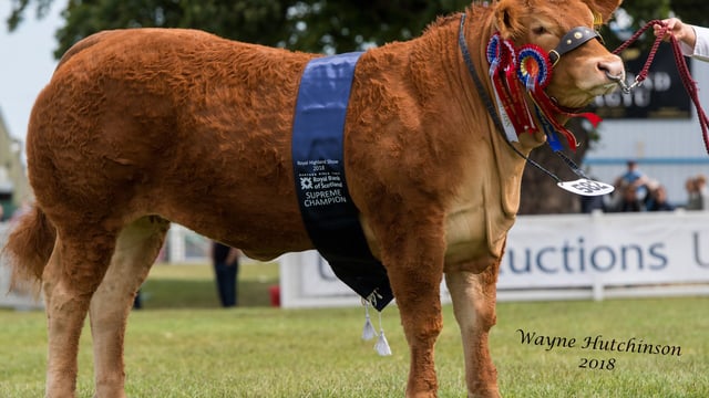 Highland Show: ‘Super stylish’ Limousin heifer clinches Interbreed Championship