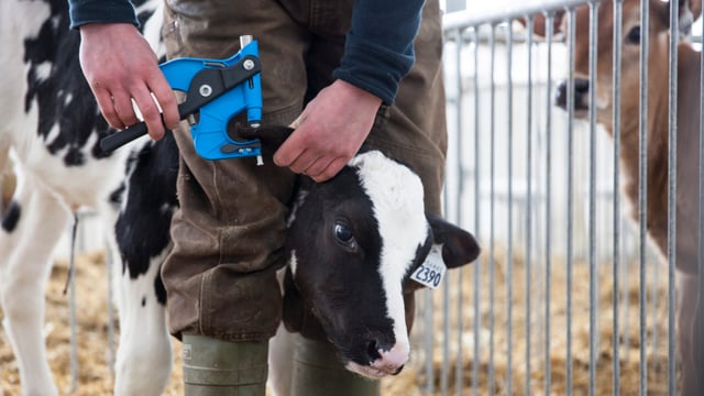 Genomics to rise to next level with new on-farm female test