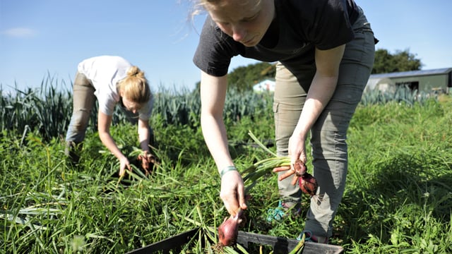 Scottish growers say they fear a ‘second season where harvest will go unpicked’