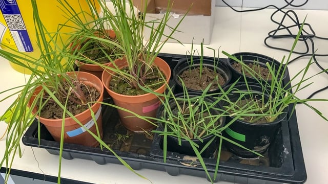 Pregnancy test for blackgrass…how does it work?
