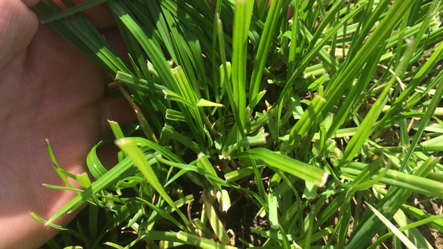How to make best use of grass when zero-grazing