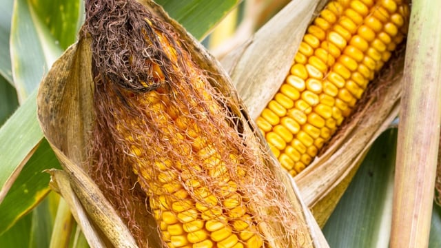 Recent cold spell delays maize planting across the UK