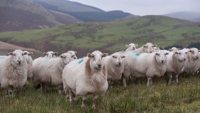 Auditor General for Wales calls for ‘greater scrutiny’ of the RDP