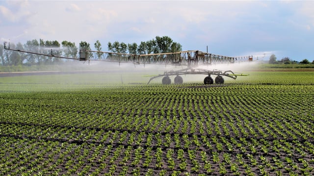 Scorching summer sunshine makes lettuce too hot to handle