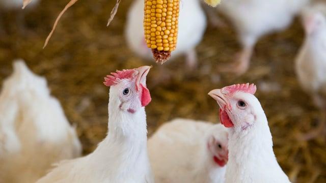 Nestle gets thumbs-up from RSPCA
