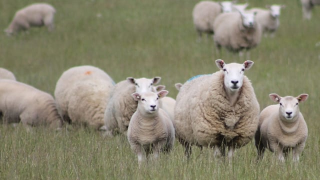 Texels could provide tremendous potential for post-Brexit profitability