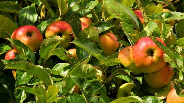 Producers band together to call for protection for Devon Cider name
