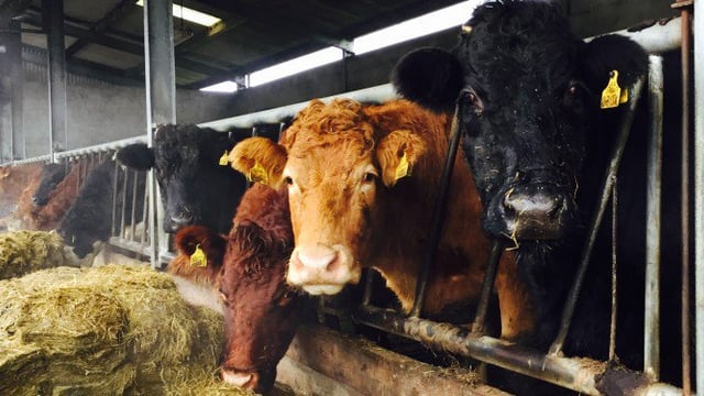 FUW calls on UK and Welsh Governments to act now as fodder shortages loom