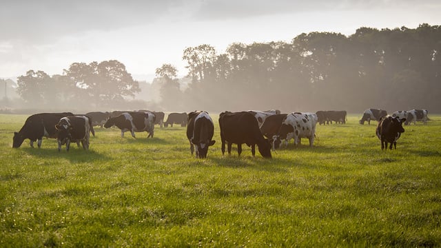 Post-drought grass patience could pay longer term dividends