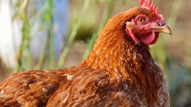 Newcastle Disease confirmed in Belgium: What you need to know