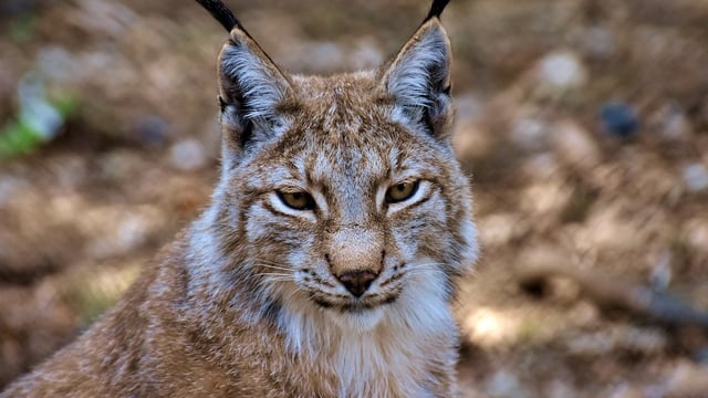 Potential impact of lynx reintroduction is ‘wide and far reaching’ – NSA