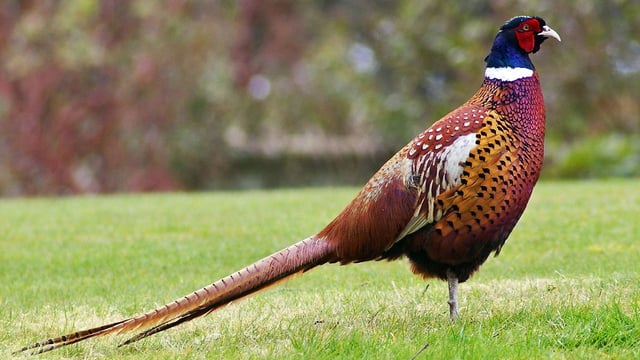 Board to end pheasant shoots on Welsh Government land
