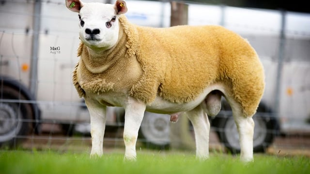 125,000gns bid takes Lanark top call as average rises 26%