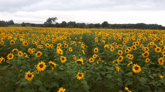 Northern Irish sunflower crop becomes surprise regional attraction