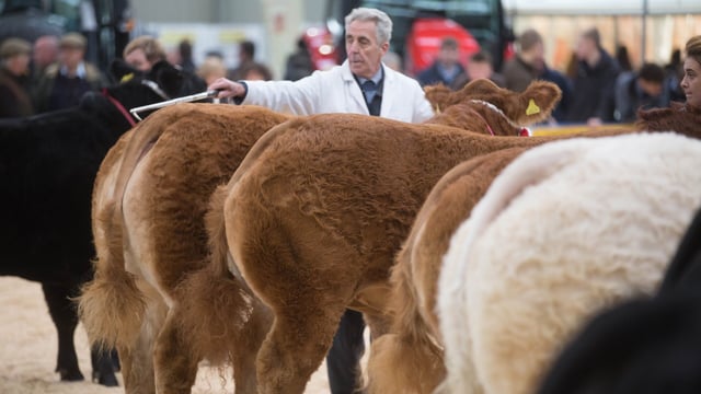 East of England prize pot doubled for supreme cattle champion
