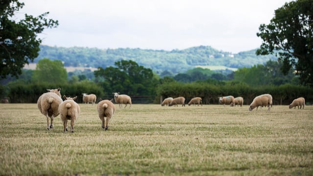 Love Lamb Week seeking to reverse tradition