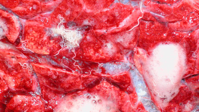 Warning as fatal cases of ‘hoose’ discovered in cattle