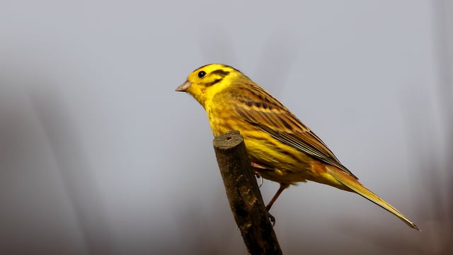 Farm ‘green schemes’ rejuvenate NI bird populations