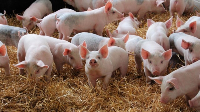 Easier access to Californian market for UK pork from January