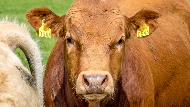 NBA calls for ‘bottom-up’ approach to beef assurance schemes