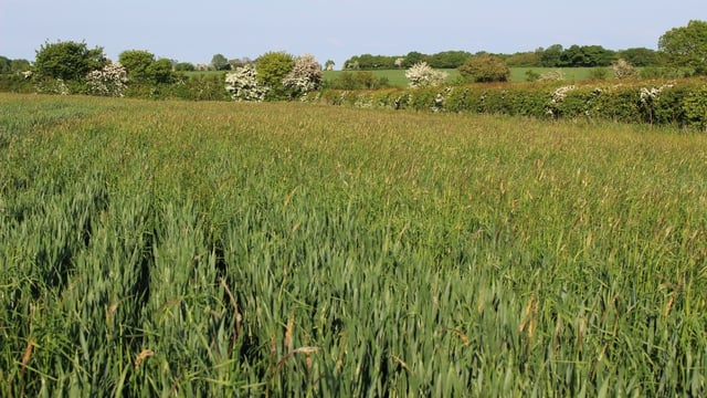 The results are in…but do cover crops really work against black-grass?
