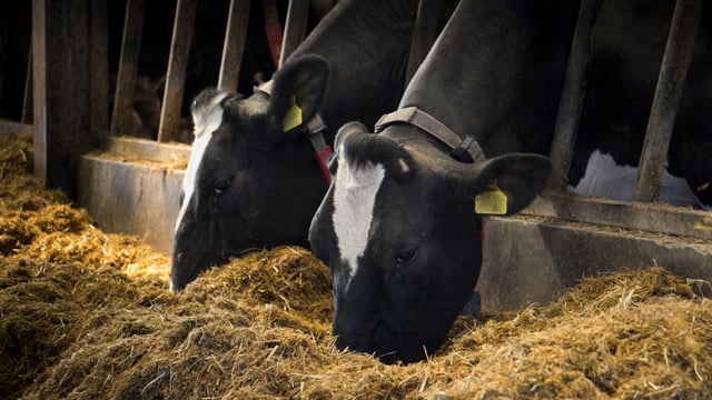 Pioneering approach to protein could lower meal bills