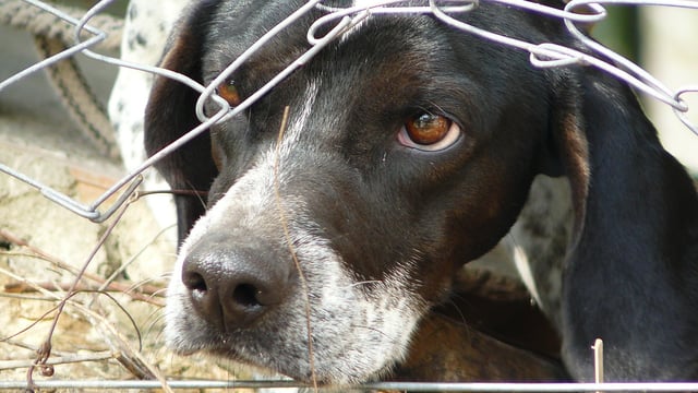 NFUS urges dog owners to act responsibly around livestock this Easter