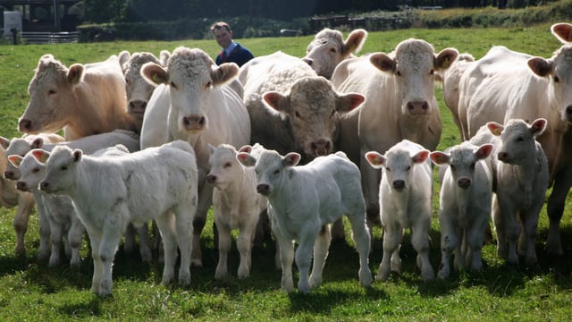 Breeding for calving ease at renowned Dorcas Charolais herd