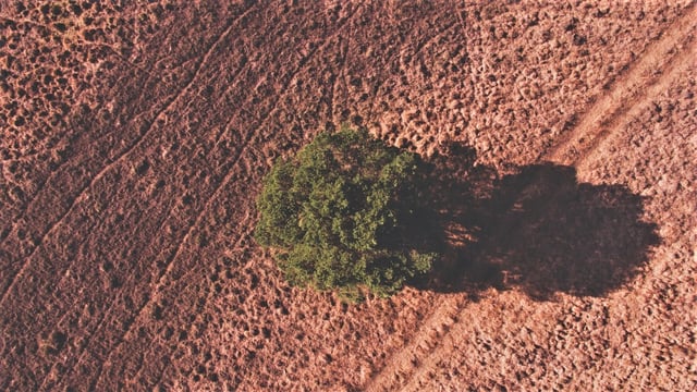 Research: UK harvest estimates down by £828 million due to drought