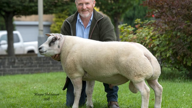 Breed record smashed at Carlisle Beltex sale