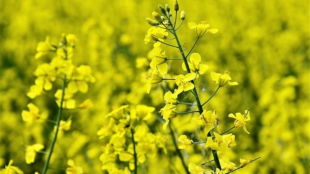 New smart tool to help growers minimise residue leaching