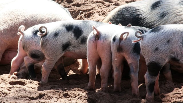 British pig industry antibiotic results show further reduction