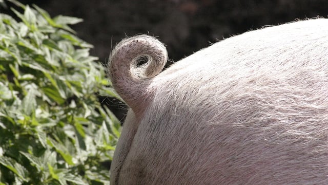 Pig price reached record high in last week of 2022