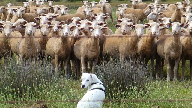 Planning winter feed options for sheep