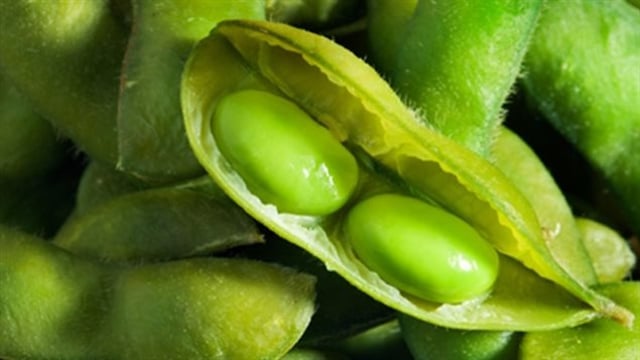 Industry joins forces to seek sustainable soya sourcing