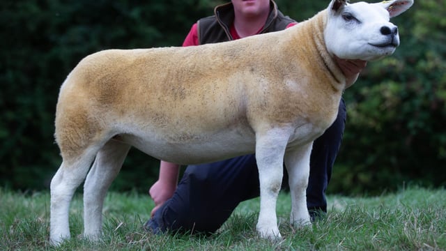 Record gimmer average at English National Texel Sale