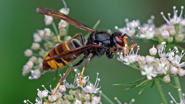 9 sightings of invasive Asian hornet recorded in UK