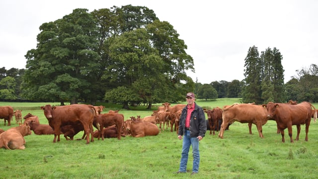 Whitfield Estate farm walk to talk through calving-ease breeding programme
