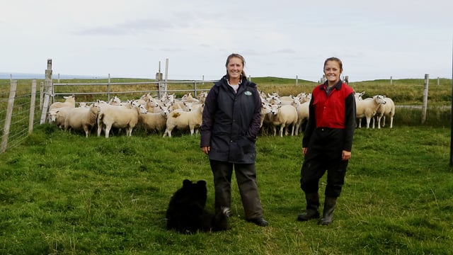 Focus on reproduction management in Shetland