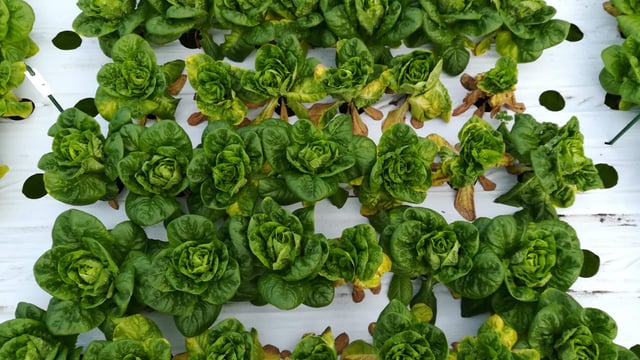 New cases of lettuce Fusarium wilt confirmed in UK