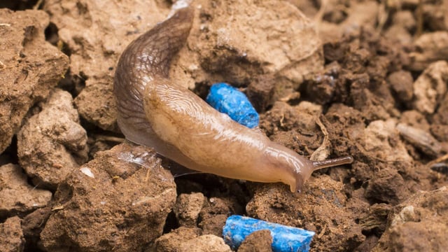 ‘Moderate-to-high’ slug pressure anticipated for the season ahead