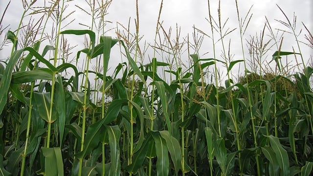 7 first-choice newcomers on Forage Maize and Biogas Maize Descriptive Lists