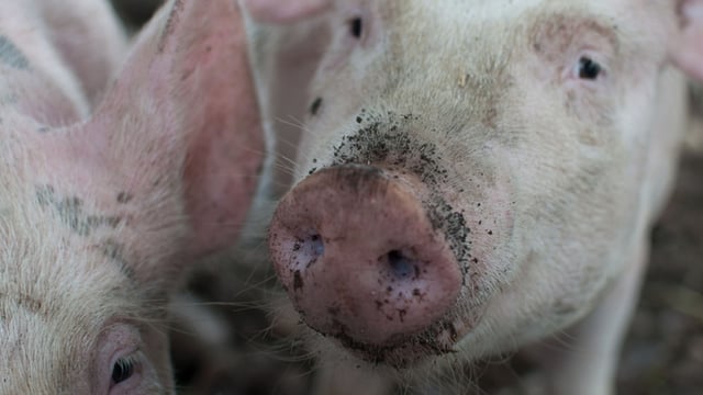 UK research team leads international fight against African Swine Fever