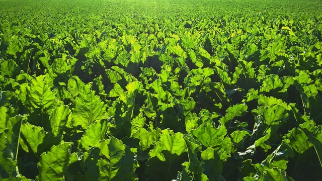 Contract for 2025/26 sugar beet agreed by NFU Sugar and British Sugar