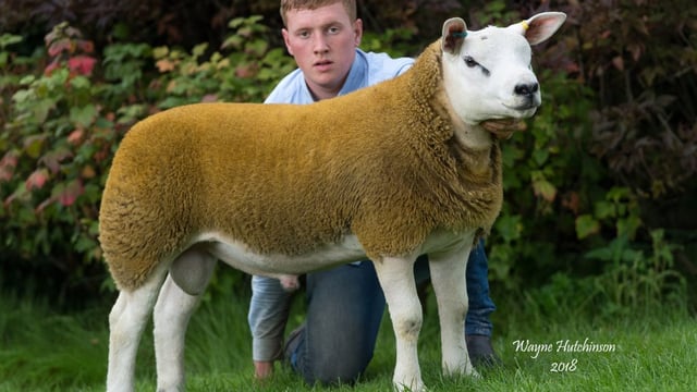 Batman soars to 100,000gns at Solway and Tyne Club Sale