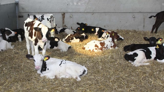 ‘RSPCA cannot stand by if animal welfare standards are trashed by government’