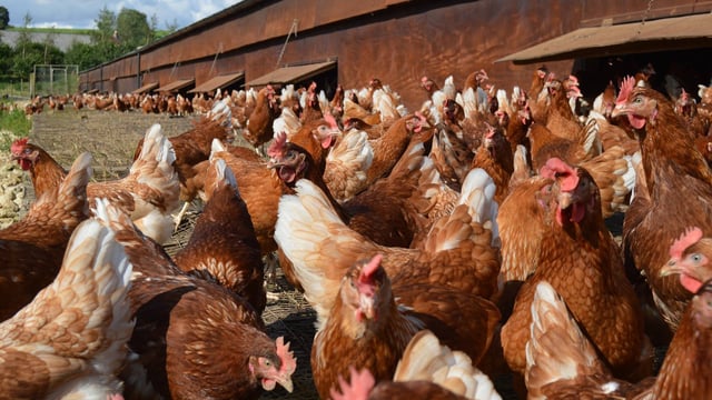 New free range contract to ‘ensure fairness and restore confidence’ in chain