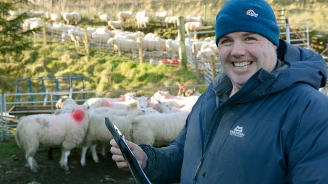 How one Scottish flock is tackling Liver Fluke