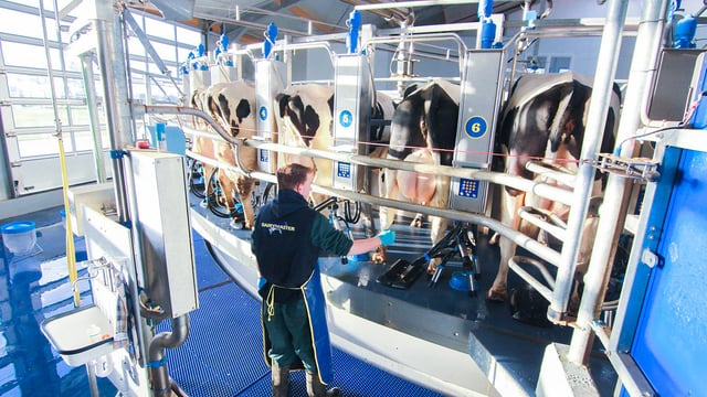 A simple milk sample can provide a world of information for dairy farmers